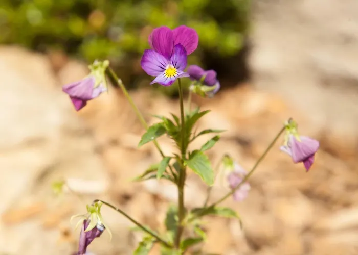 Bed & Breakfast La Pause Angevine 3*